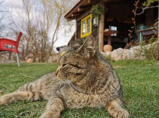 Alpehytte Belino Sokace